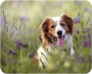 Hundeejere: Husk hundeforsikringen 